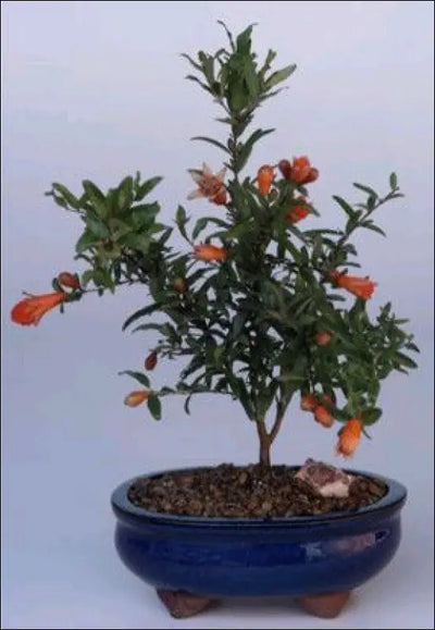 Flowering and fruiting dwarf pomegranate tree with orange-red trumpet flowers and small spherical fruits in a blue ceramic pot